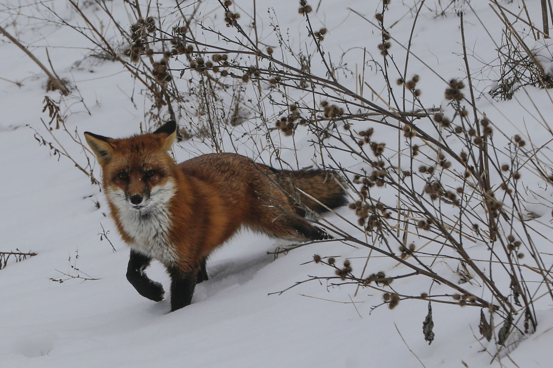 Fox near Scajaquada Creek
